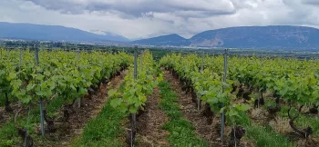 Découverte du vignoble genevois