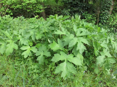 PLANTE SAUVAGES COMESTIBLES